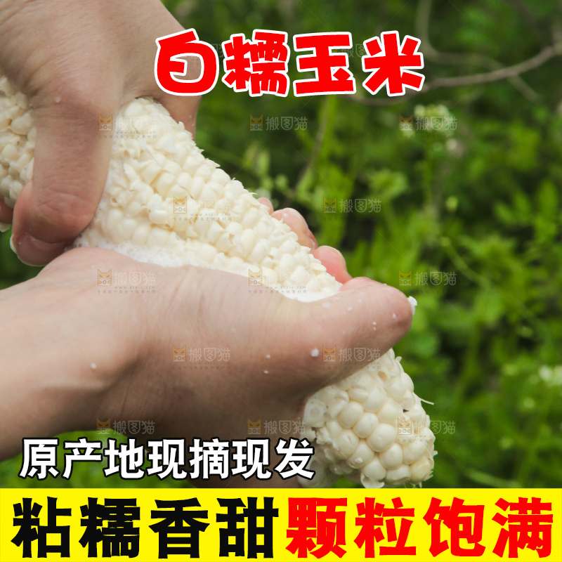 手里拿着白糯玉米棒