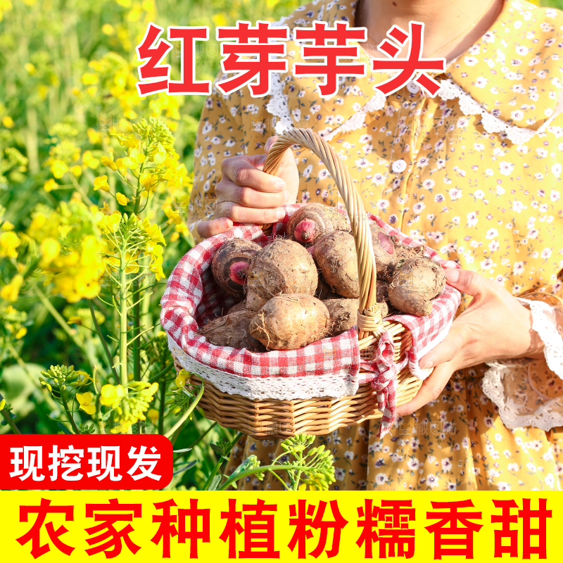 手里提着一篮红芽芋头