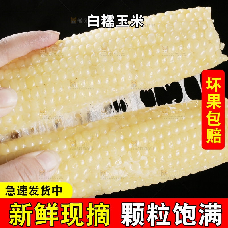手里拿着白糯玉米