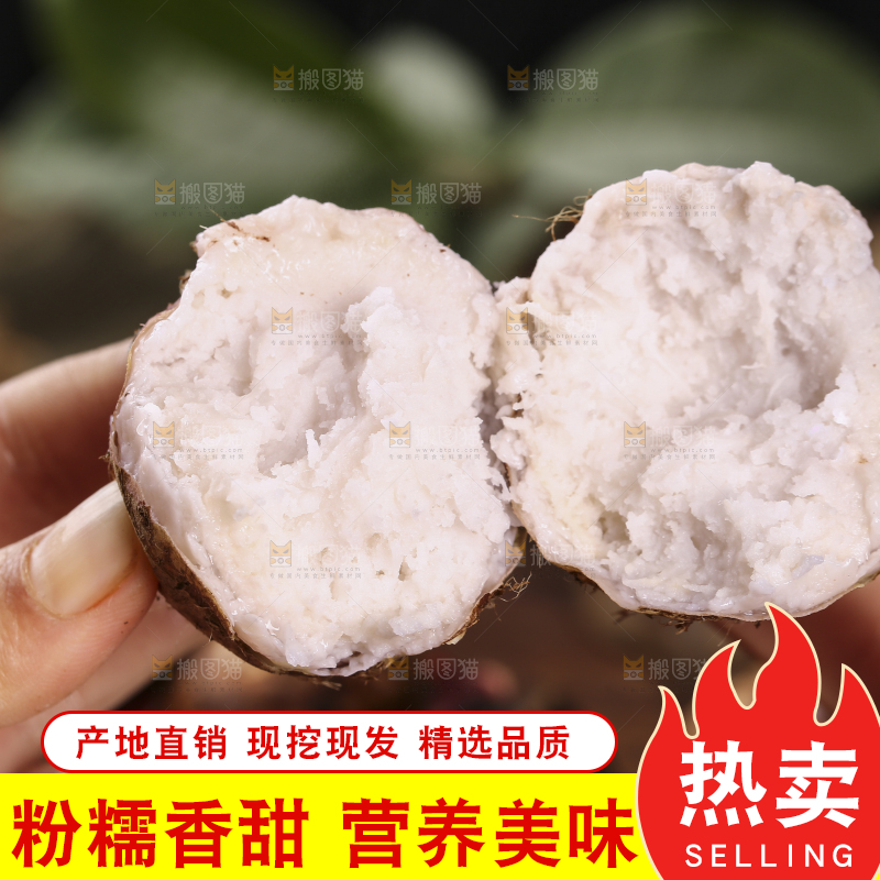 手里拿着熟的红芽芋