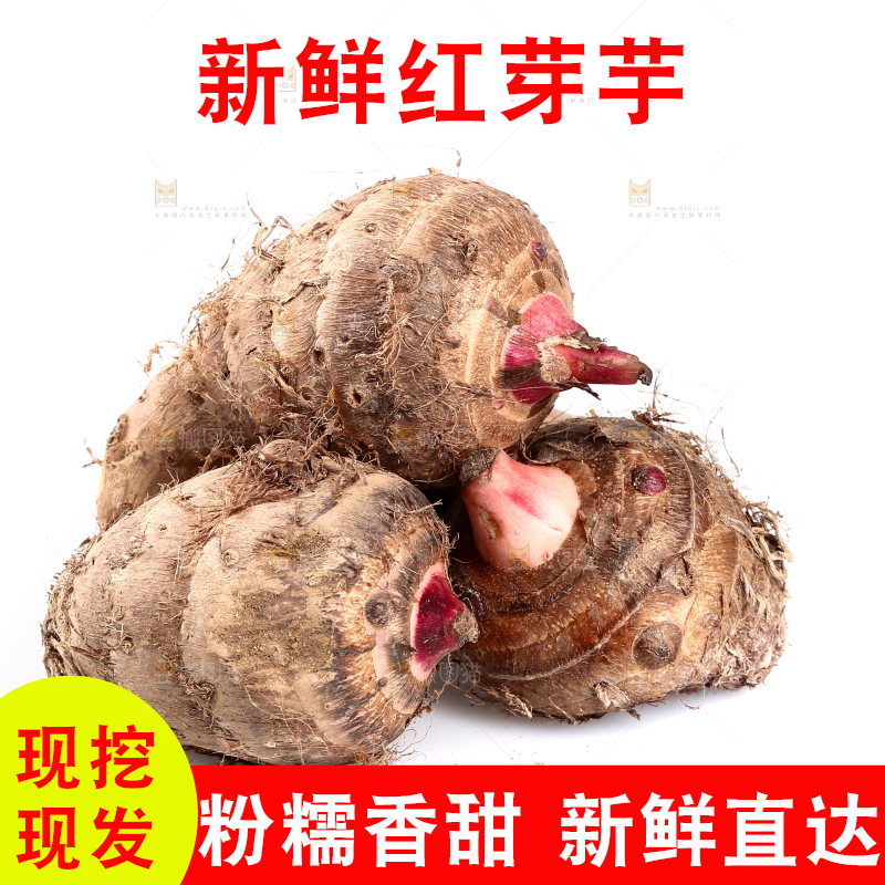 白底上的广西红芽芋