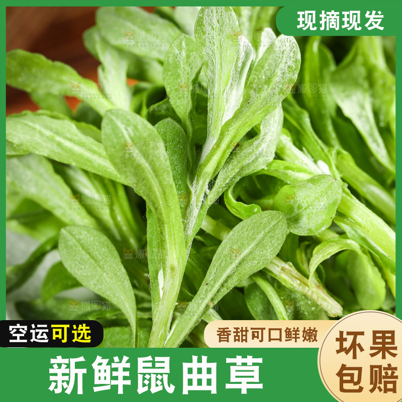 一盘野生鼠曲草