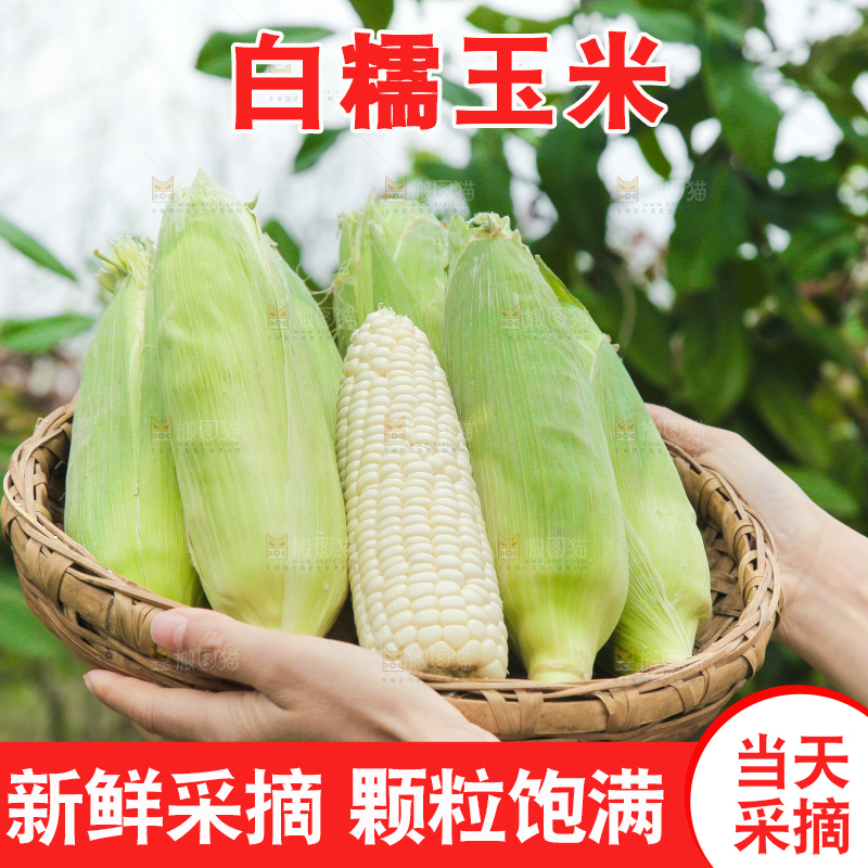 一篮新鲜白糯玉米