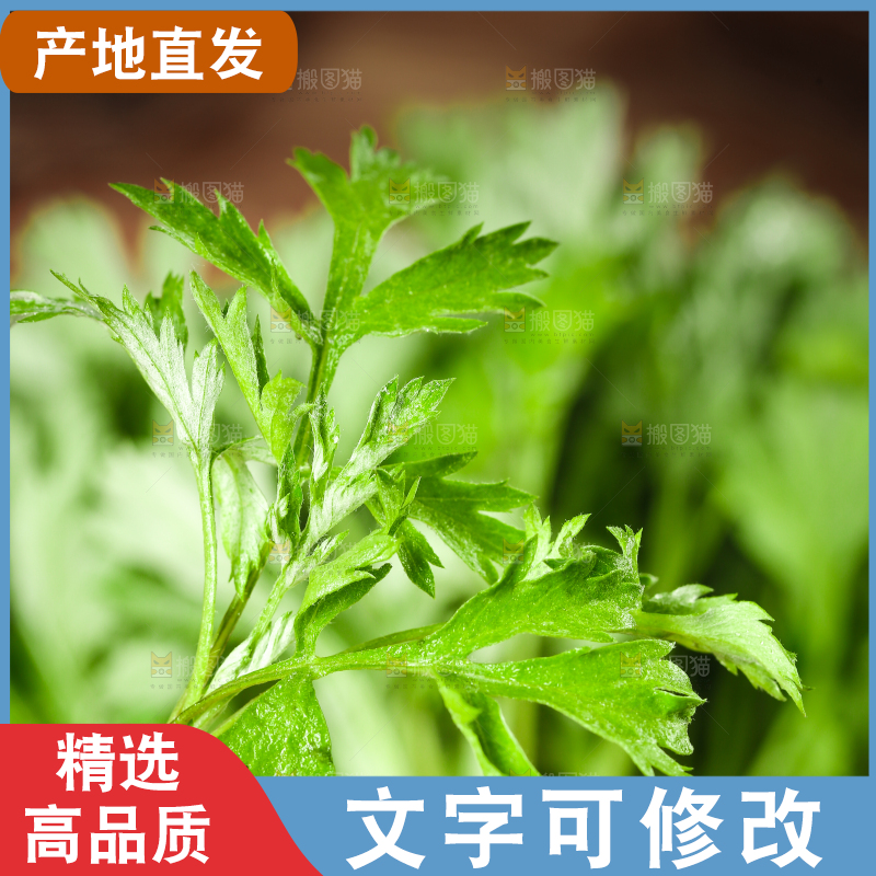 手里拿着艾蒿草