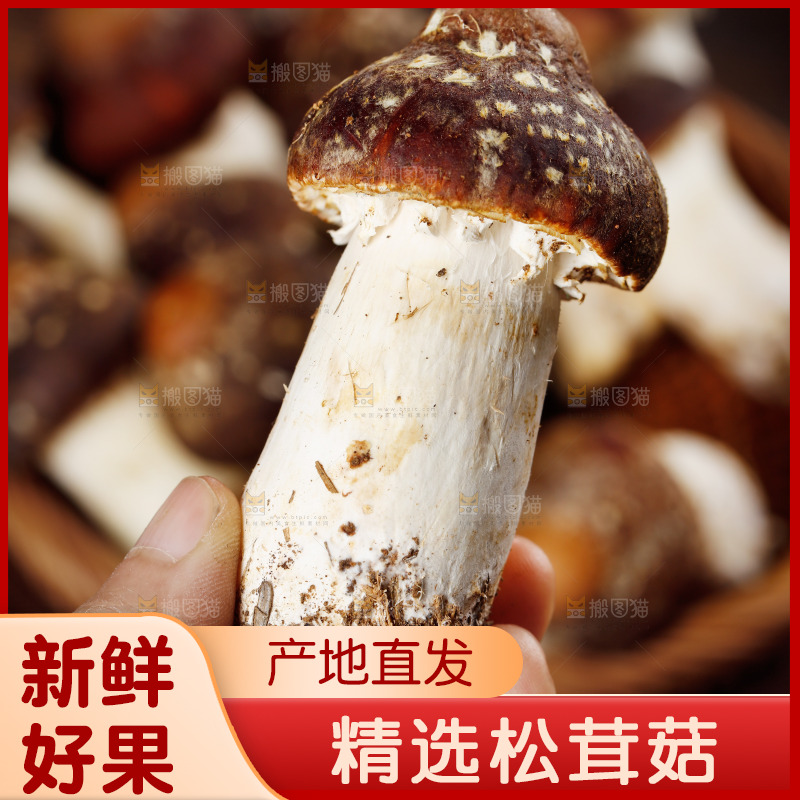 手里拿着赤松茸