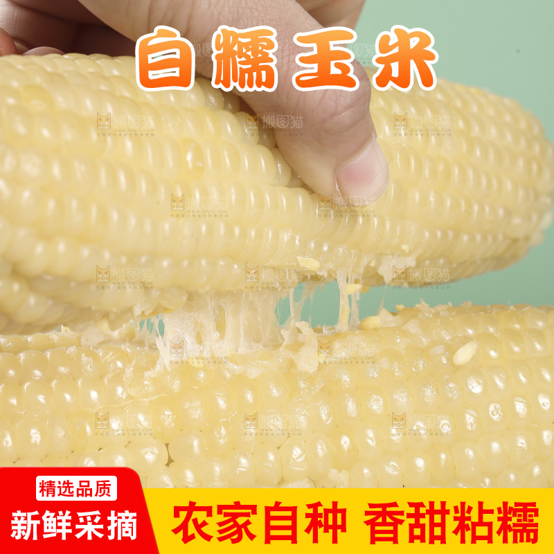 手里拿着东北白糯玉米