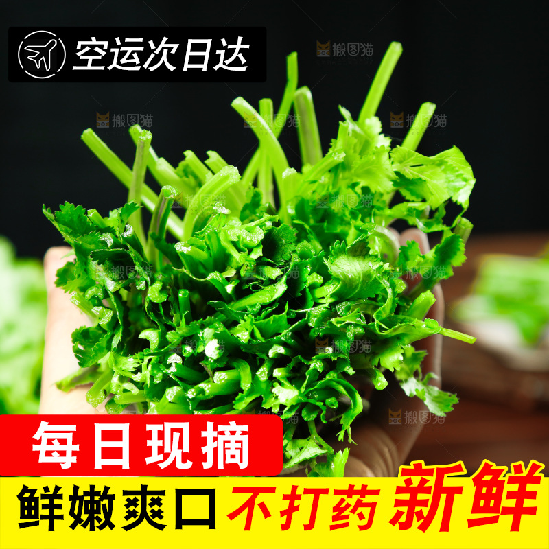 手里拿着小香菜