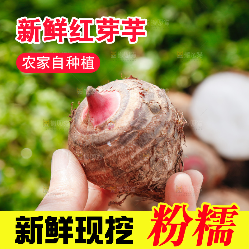 手里拿着红芽芋
