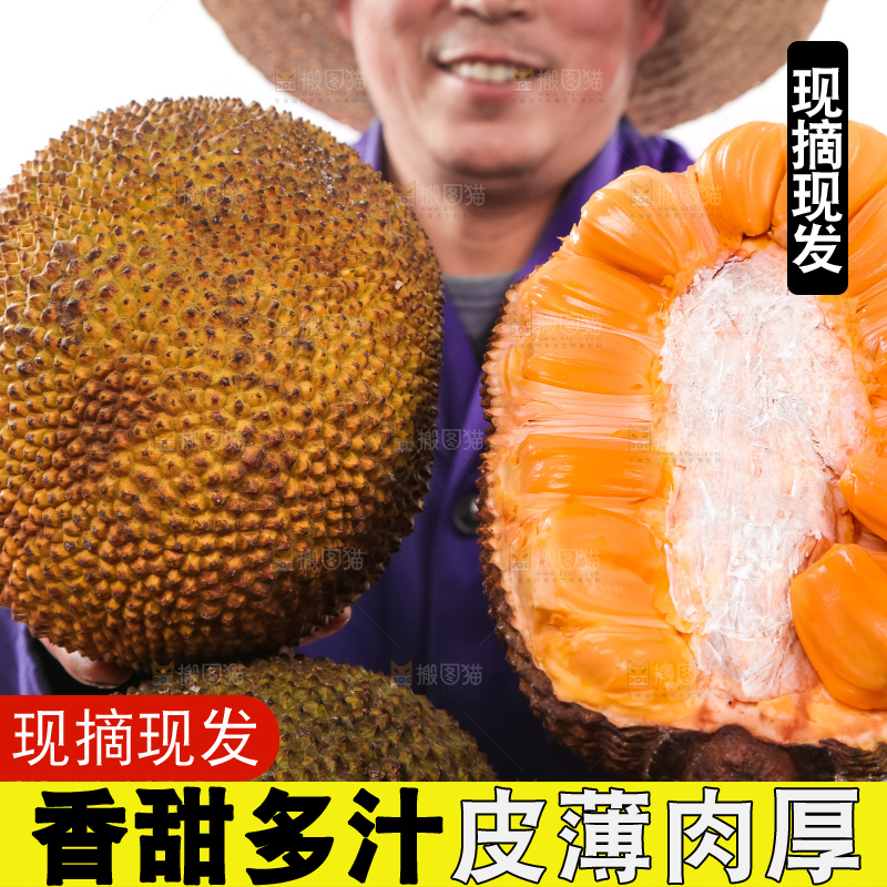 农民手里拿着红肉菠萝蜜