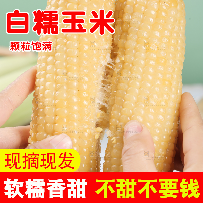 手里拿着白糯玉米棒