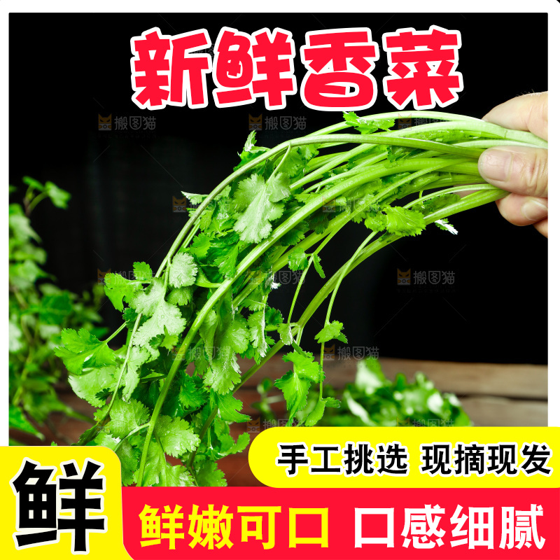 手里拿着小香菜