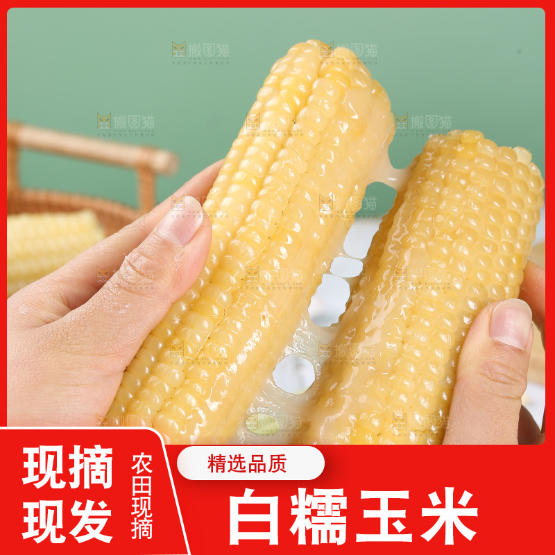 手里拿着白糯玉米
