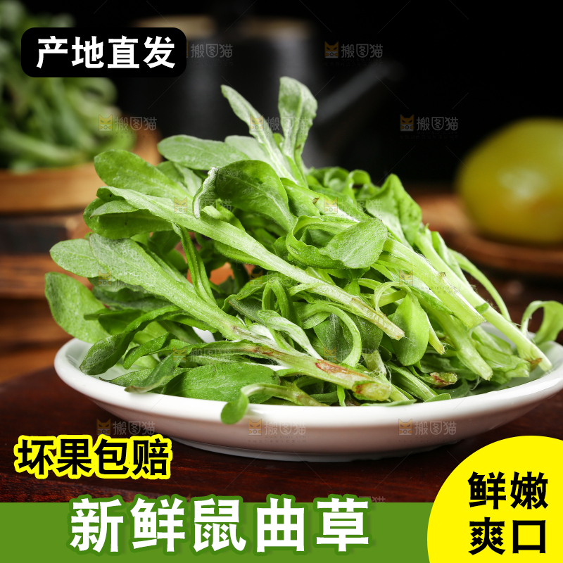 一盘野生鼠曲草