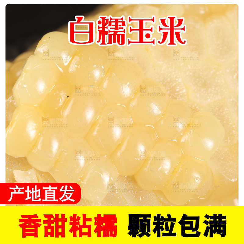新鲜的甜糯玉米