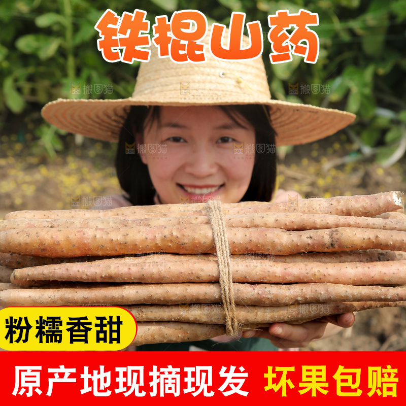 手里拿着铁棍山药