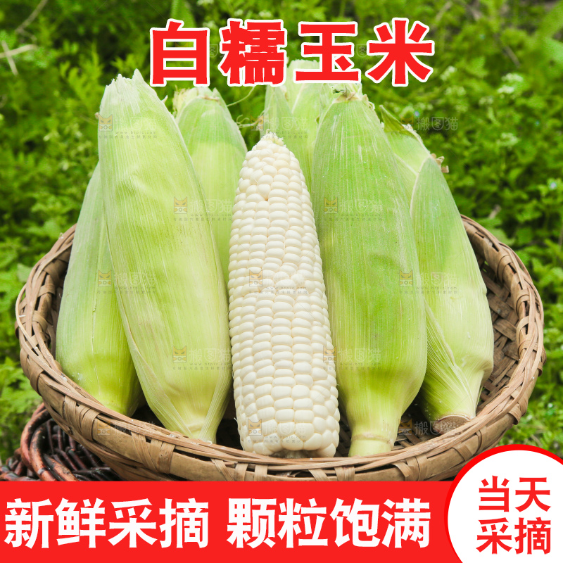 一篮新鲜白糯玉米
