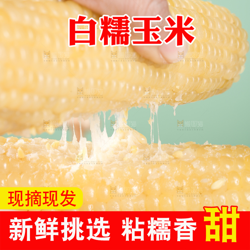 手里拿着白糯玉米