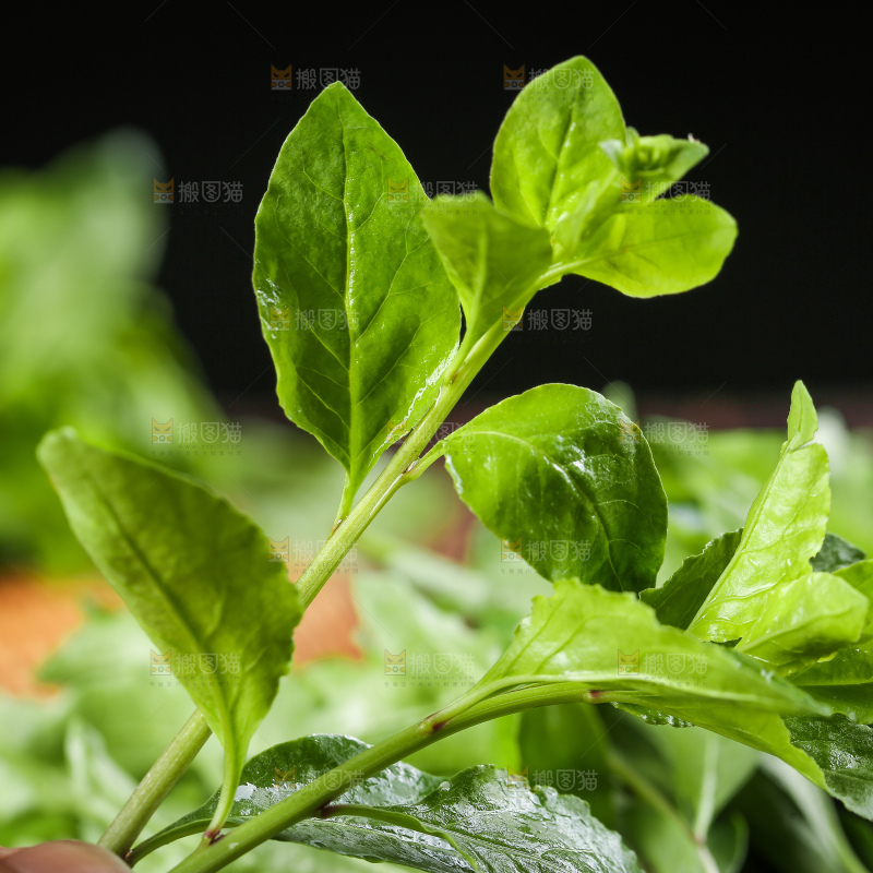 手里拿着枸杞芽