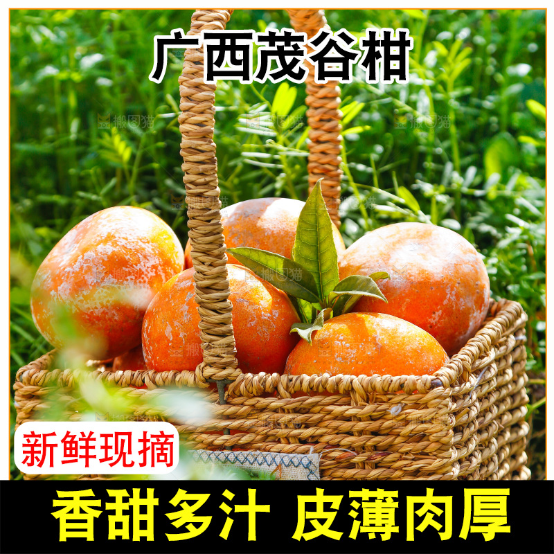 一篮新鲜茂谷柑