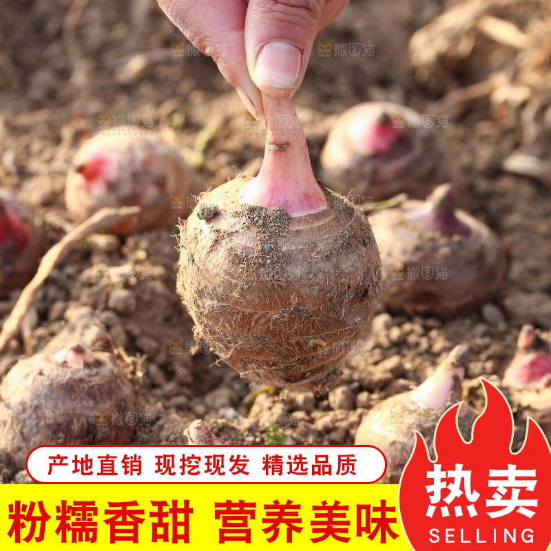 新鲜的红芽芋头