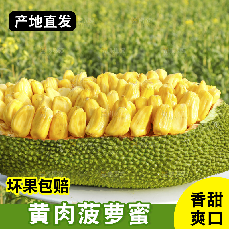 桌子上放着黄肉菠萝蜜