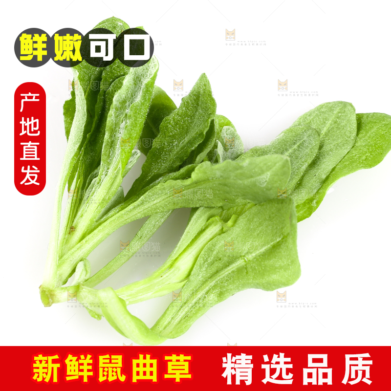 白底上放着清明草