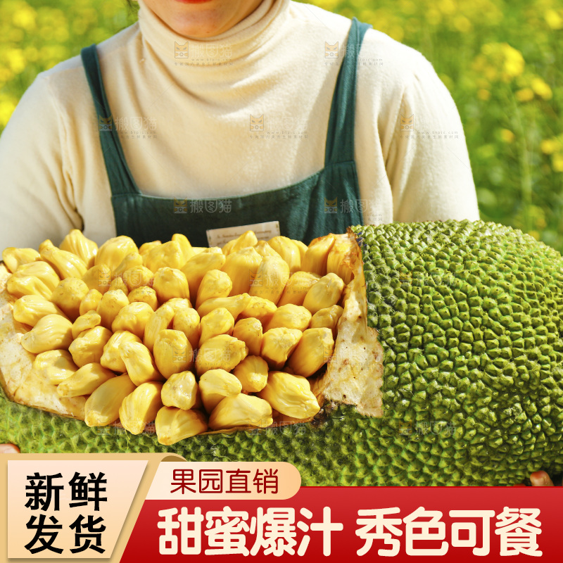 手里抱着海南黄肉菠萝蜜