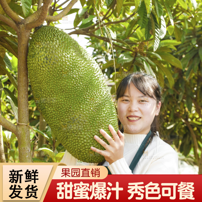 手里抱着海南菠萝蜜
