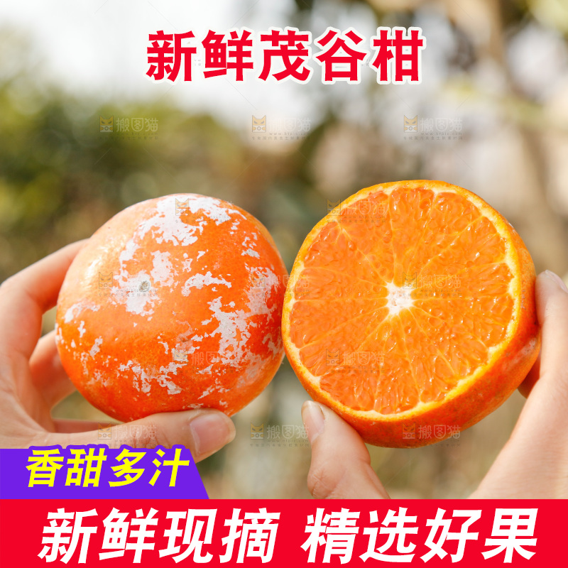 手里拿着脏脏柑