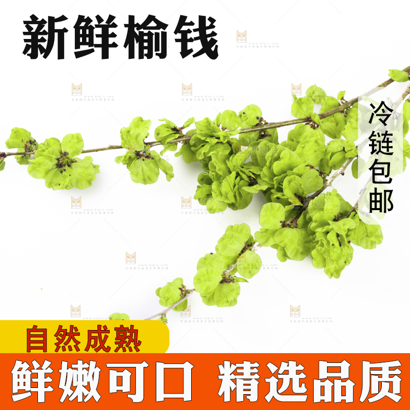 白底上的榆钱枝叶