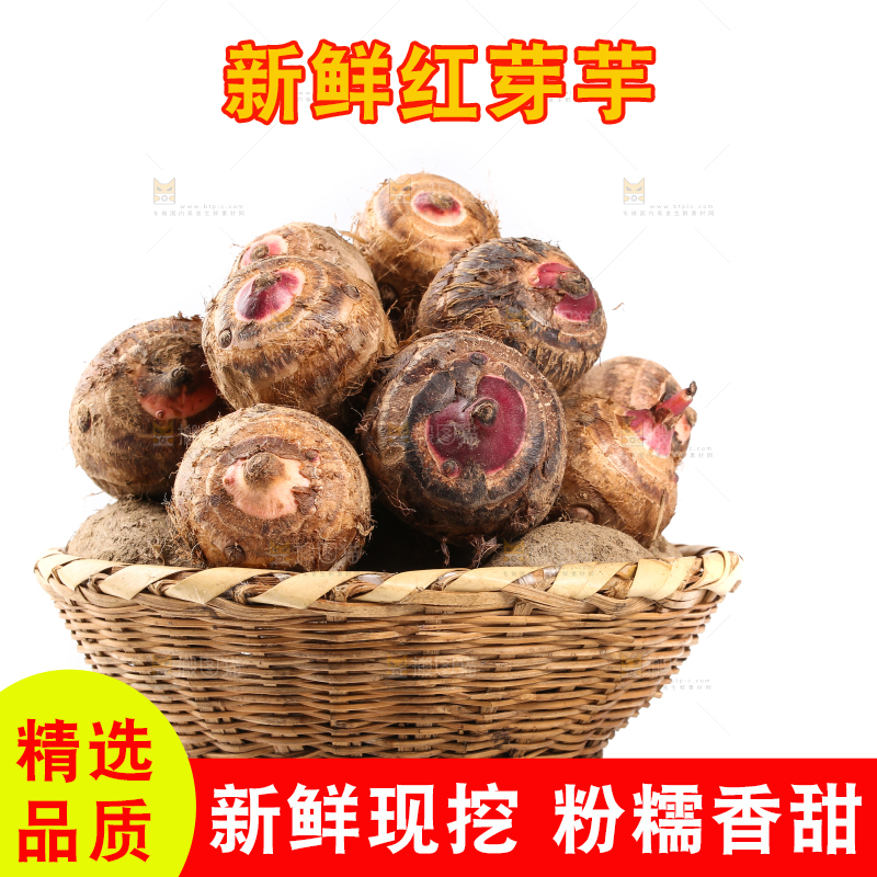白底上的广西红芽芋