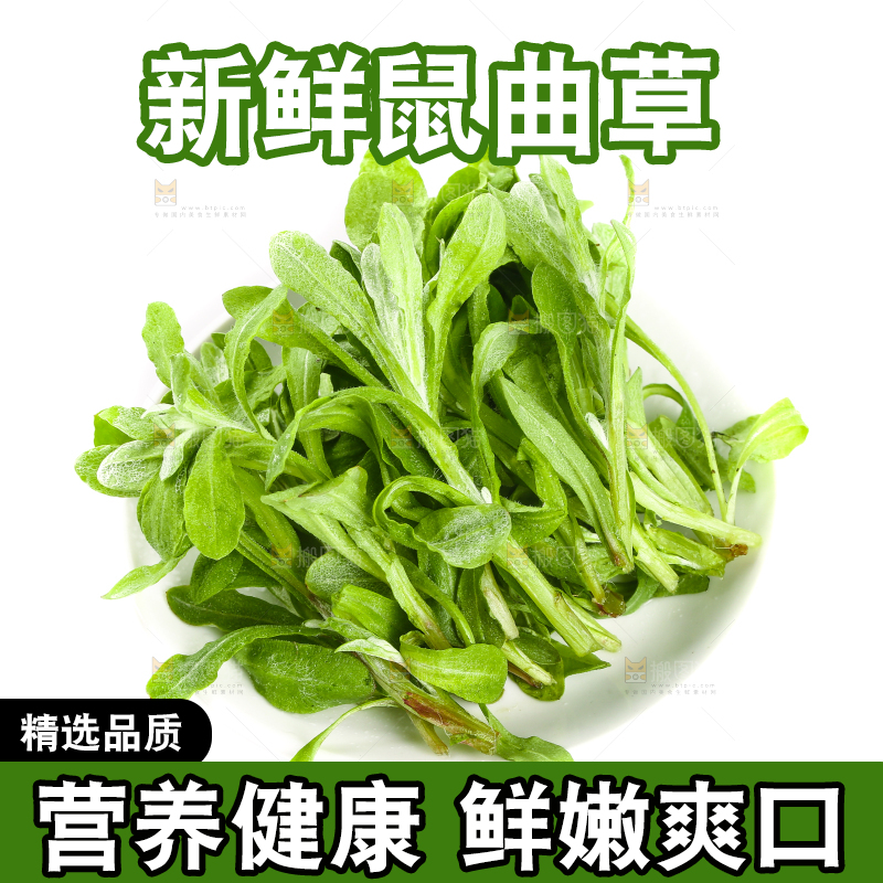 一盘鼠曲草摆放在白底上