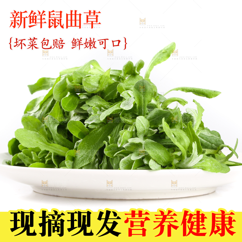 一盘鼠曲草摆放在白底上