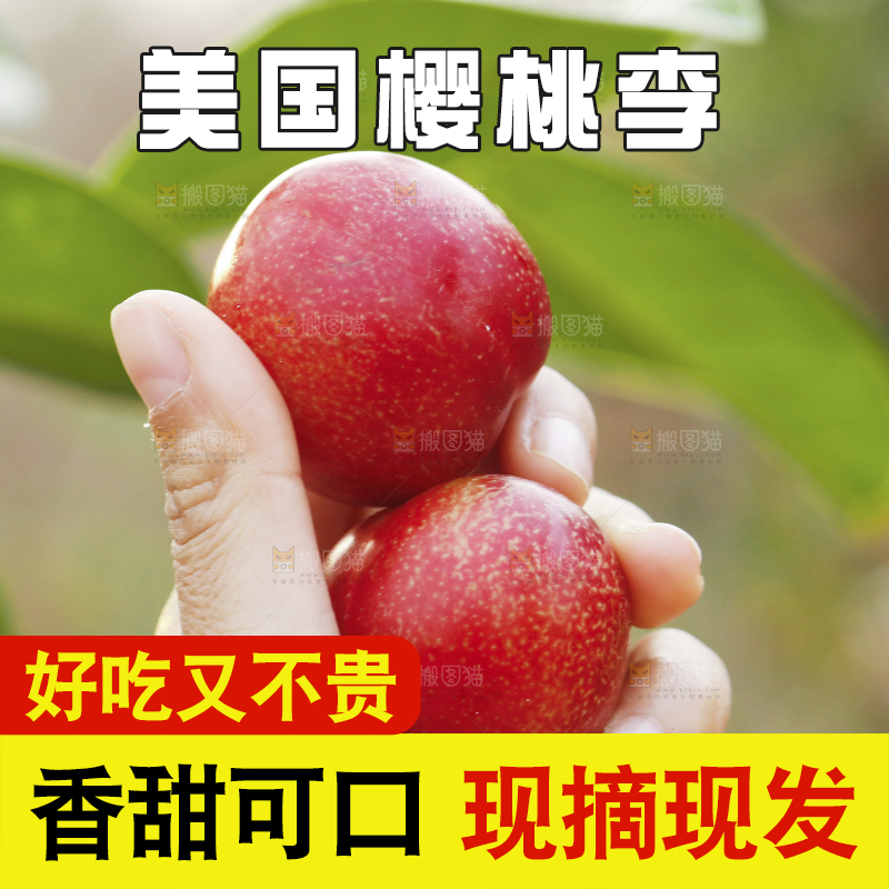 手里拿着澳洲樱桃李