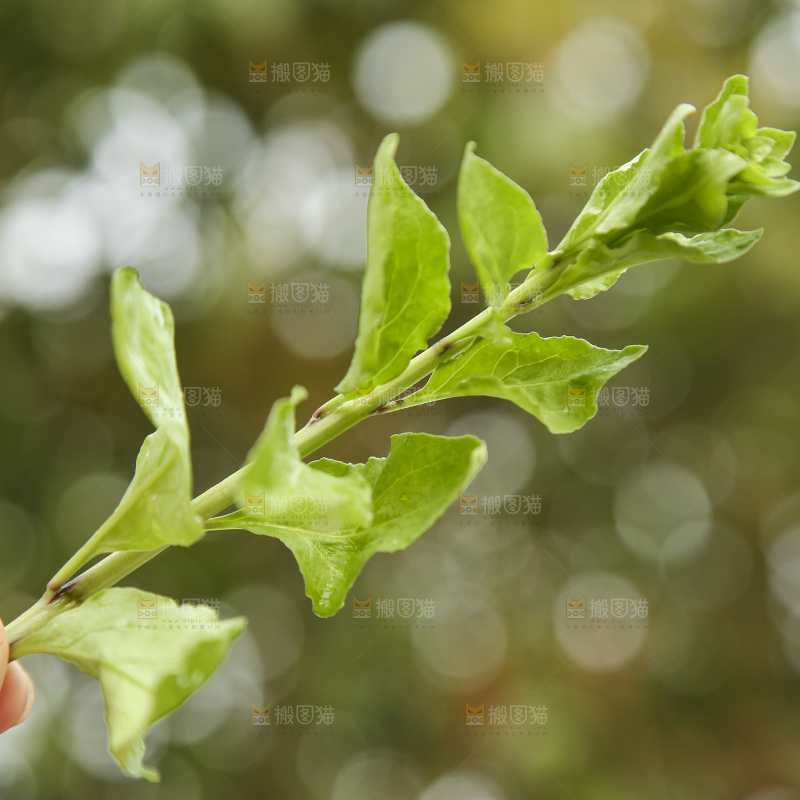 手里拿着枸杞头嫩芽