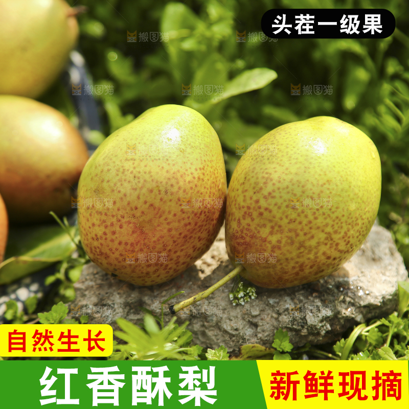 新鲜的红香酥梨
