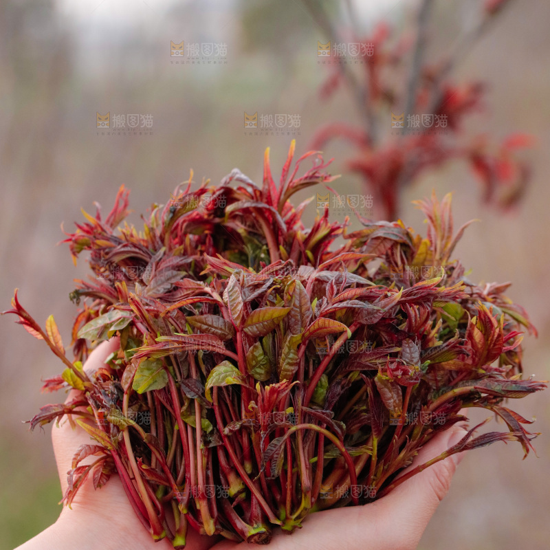 手里拿着香椿芽