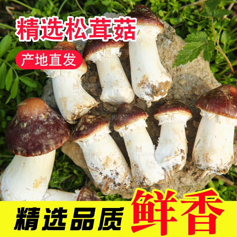 一堆新鲜的松茸菇