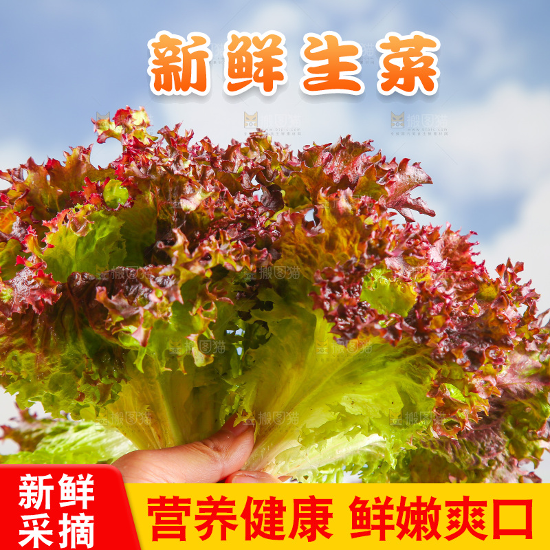 手里拿着紫生菜