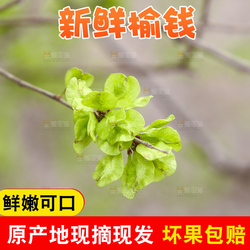 树枝上的榆钱