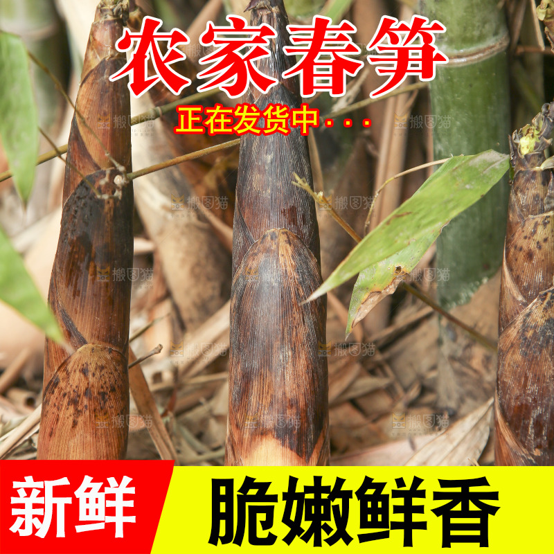 竹林里的春雷笋