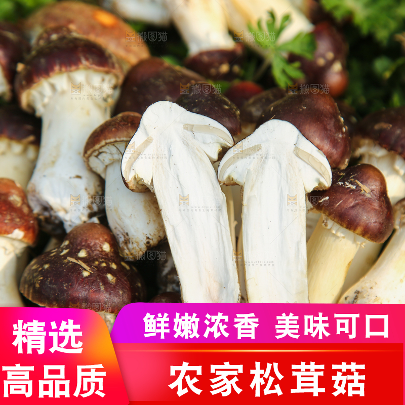 一堆新鲜的松茸菇