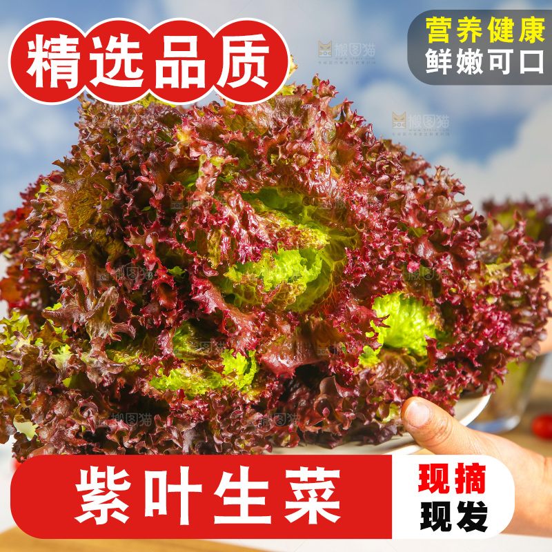 手里端着一盘紫霞生菜