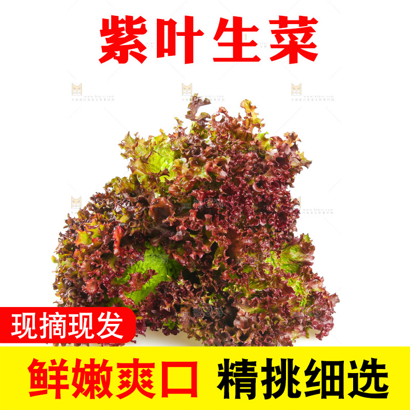 白底上的紫叶生菜