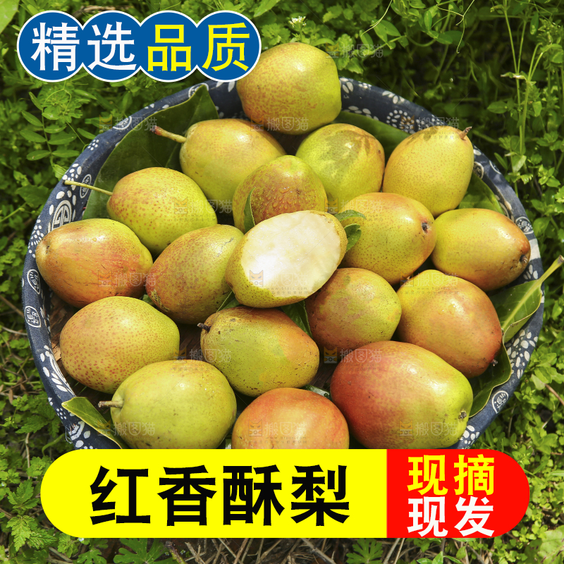 一篮红香酥梨