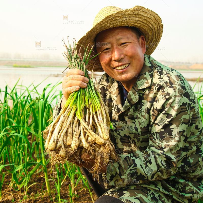 手里拿着带叶荞头