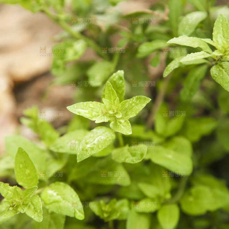 新鲜的枸杞菜