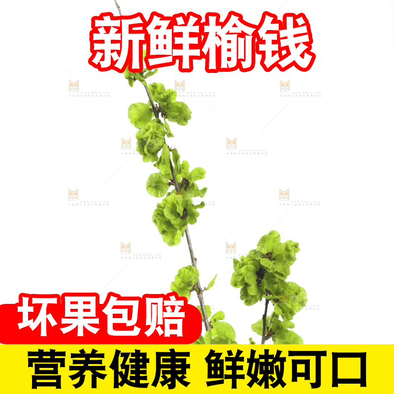 白底上的榆钱枝叶