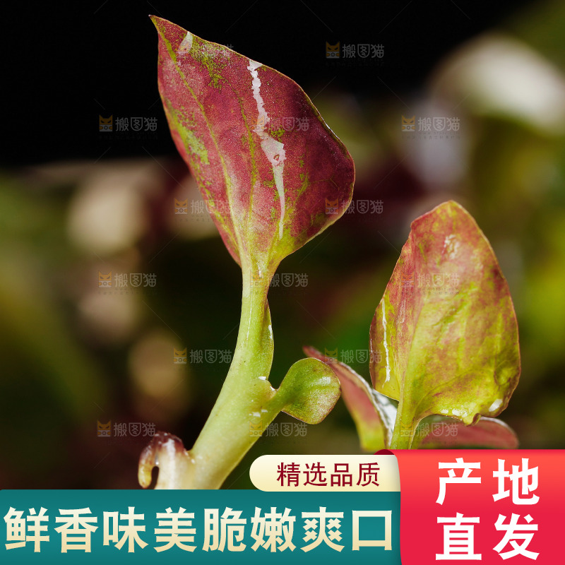 鲜嫩折耳根
