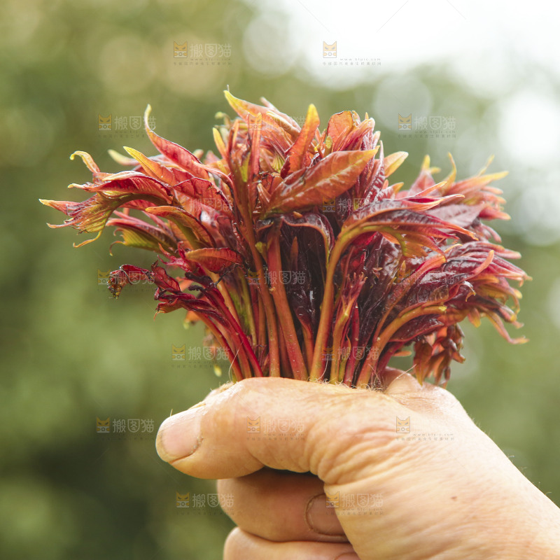 手里拿着香椿芽